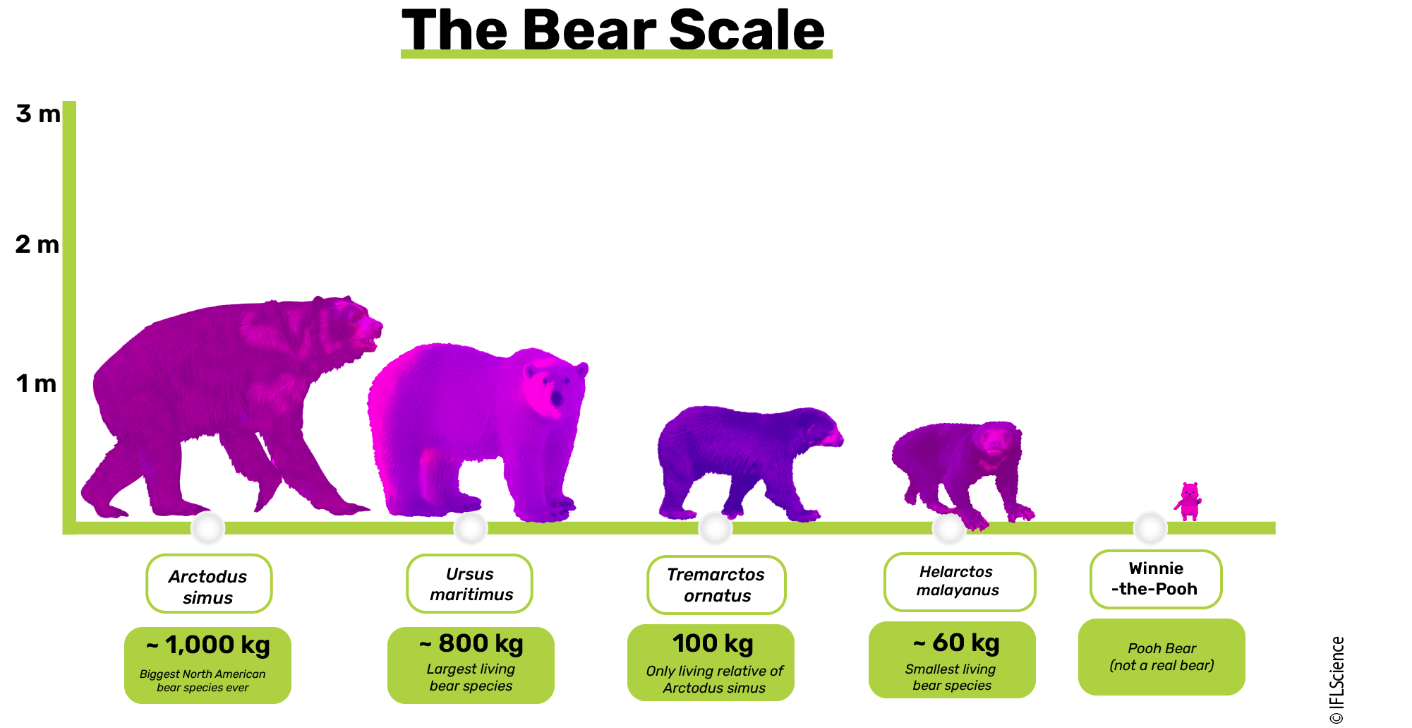 green scale with purple bears in descending order of size: giant short-nosed bear, polar bear, spectacled bear, sun bear, and winnie the pooh